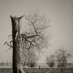 27.03.22, Alte Marsch