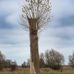 Alte Marsch, 02.11.25