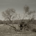 Altenwalder Küstenheide, 11.04.20