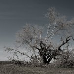 Altenwalder Küstenheide, 12.04.20