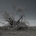 Altenwalder Küstenheide, 12.04.20