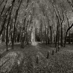 Altenwalde, 08.11.20