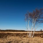 26.04.21 Holter Heide