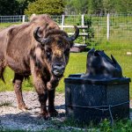 13.06.21 Altenwalde, Wisent