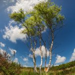 13.06.21 Holter Heide