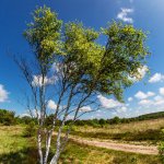 13.06.21 Holter Heide