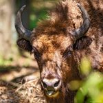 14.06.21 Altenwalde, Wisent