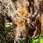 14.06.21 Altenwalde, Wisent