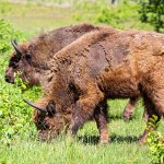 14.06.21 Altenwalde, Wisent