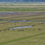 Wildvogelreservat ... 17.05.14