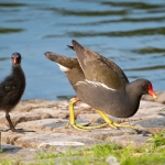28.05.18 Cux-Kurpark, Teichhuhn, 28.05.18