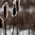 22.02.21 Döser Moorwiesen
