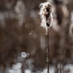 22.02.21 Döser Moorwiesen