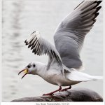 10.01.21 Möwe