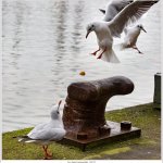 10.01.21 Möwe