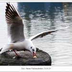 10.01.21 Möwe