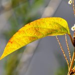 10.10.21 Cux-Schlossgarten