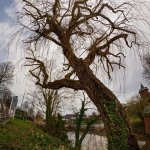 17.02.22 "ÖLI-Baum"