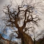 17.02.22 "ÖLI-Baum"