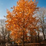 12.12.22 Schlossgarten