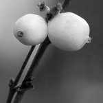 26.01.23, Schneebeeren