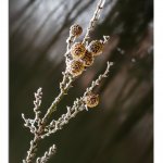 Schlossgarten Impressionen  03.02.25