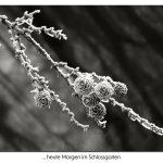 Schlossgarten Impressionen  03.02.25