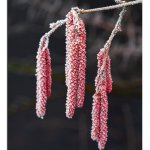 Schlossgarten Impressionen  03.02.25