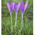 Krokusse 05.03.25