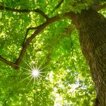 Cux Schlossgarten, 30.05.20