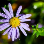 Cux, Herbstblume, 29.10.20