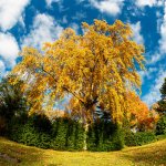 Cux, Friedhof Brockeswalde, 03.11.20