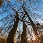 19.12.20 Cux-Schlossgarten