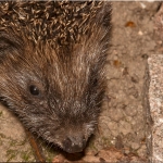 29.09.13 Jung-Igel