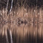 Sahlenburg, Finkenmoor