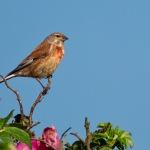 Dorum-Neufeld, Bluthänfling, 27.05.18