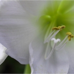AMARYLLIS 11.01.12