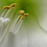 AMARYLLIS 11.01.12