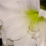 AMARYLLIS 11.01.12