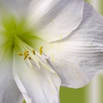 AMARYLLIS 11.01.12