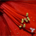 AMARYLLIS  31.12.12