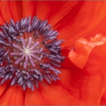 Mohnblüte 03.06.13