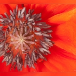 Mohnblüte 03.06.13