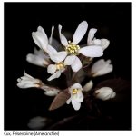 Felsenbirne 13.04.25