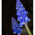Traubenhyazinthe 13.04.25