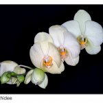 Orchidee 13.04.25