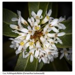 Buschblüte 15.04.25