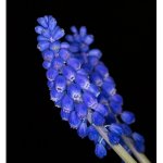 Traubenhyazinthe 15.04.25