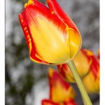 Tulpe 20.04.25
