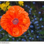 Mohn 14.05.25